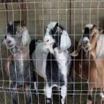 В Молдове на бойнях и фермах выявили массовые нарушения и изъяли тонны нелегального мяса